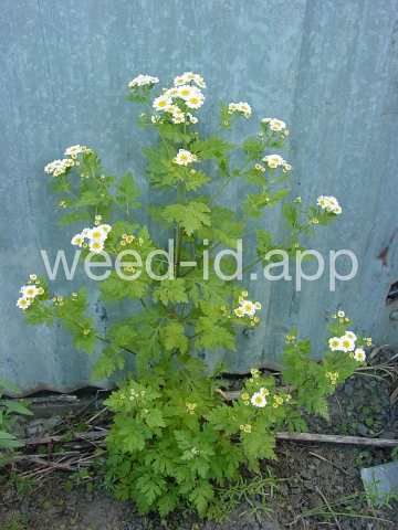 feverfew